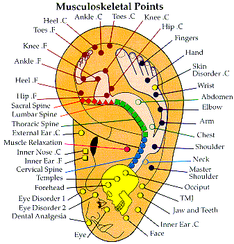 Detailed Image of the ear and the treatment points